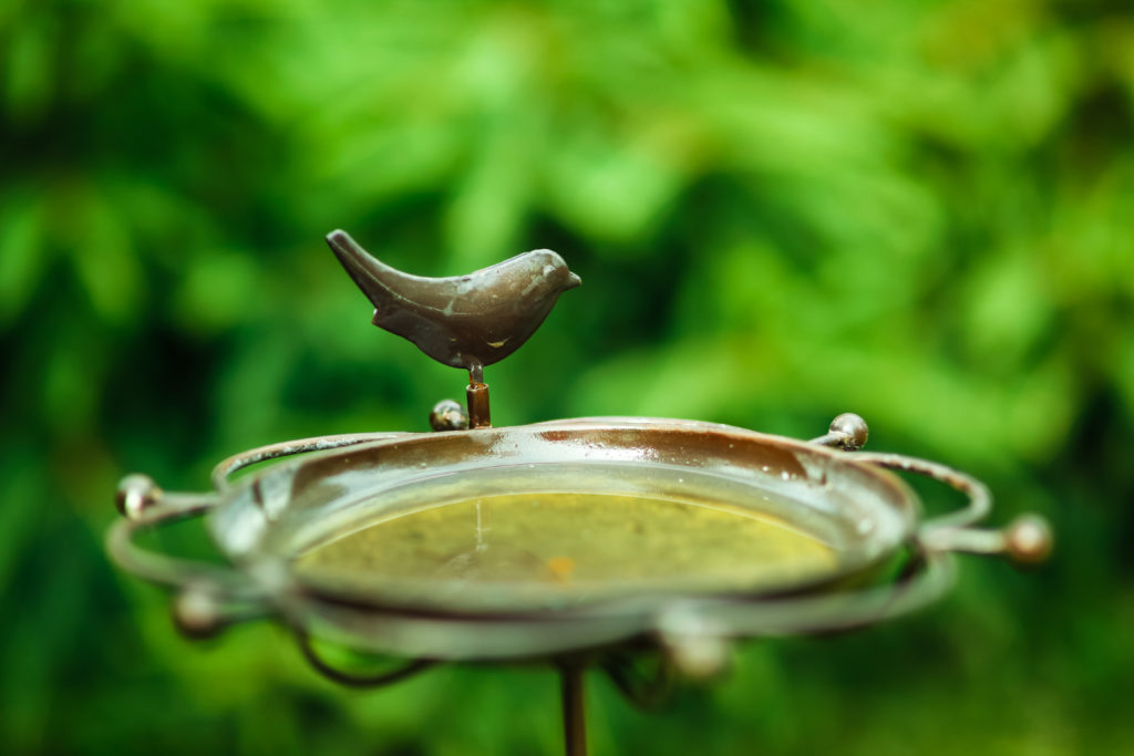 Bird bath with green scenery