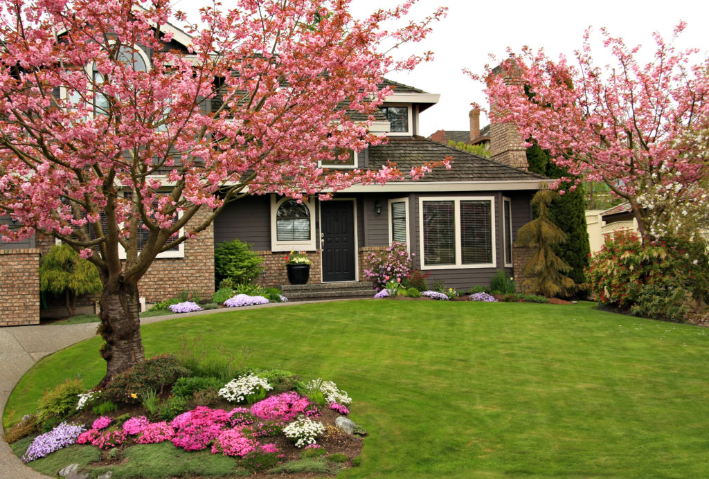 Blossoming cherry tree and pink and white flowers in front yard