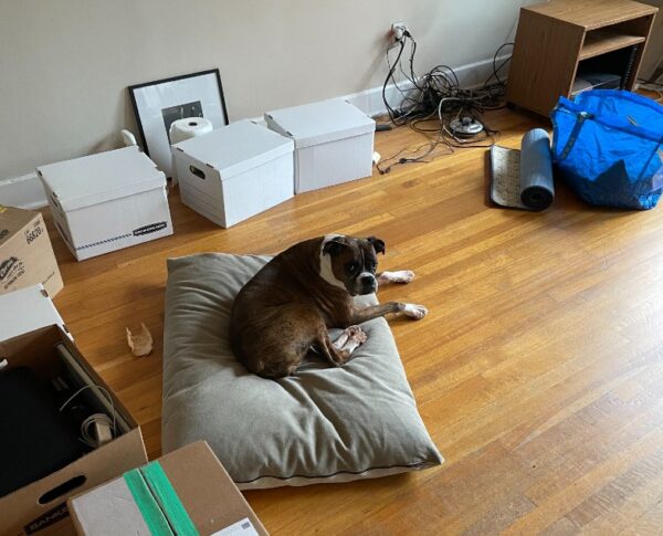 Cat sitting on a pillow