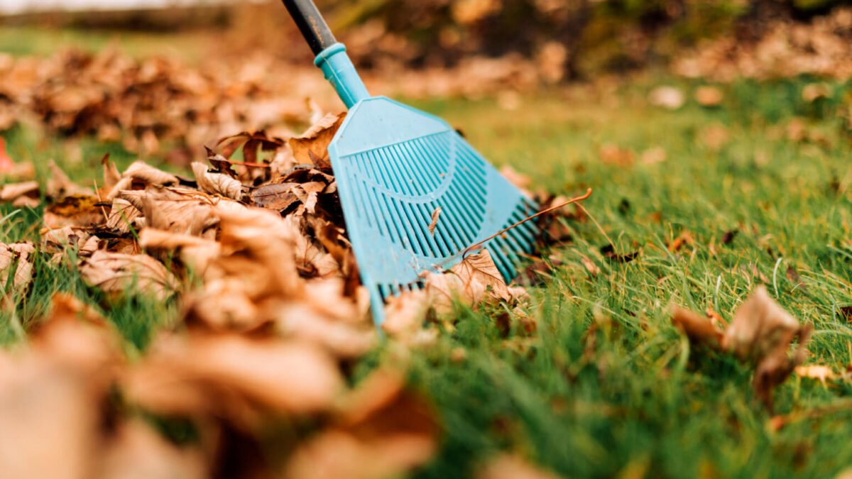 What to Do With All of Your Fall Leaves