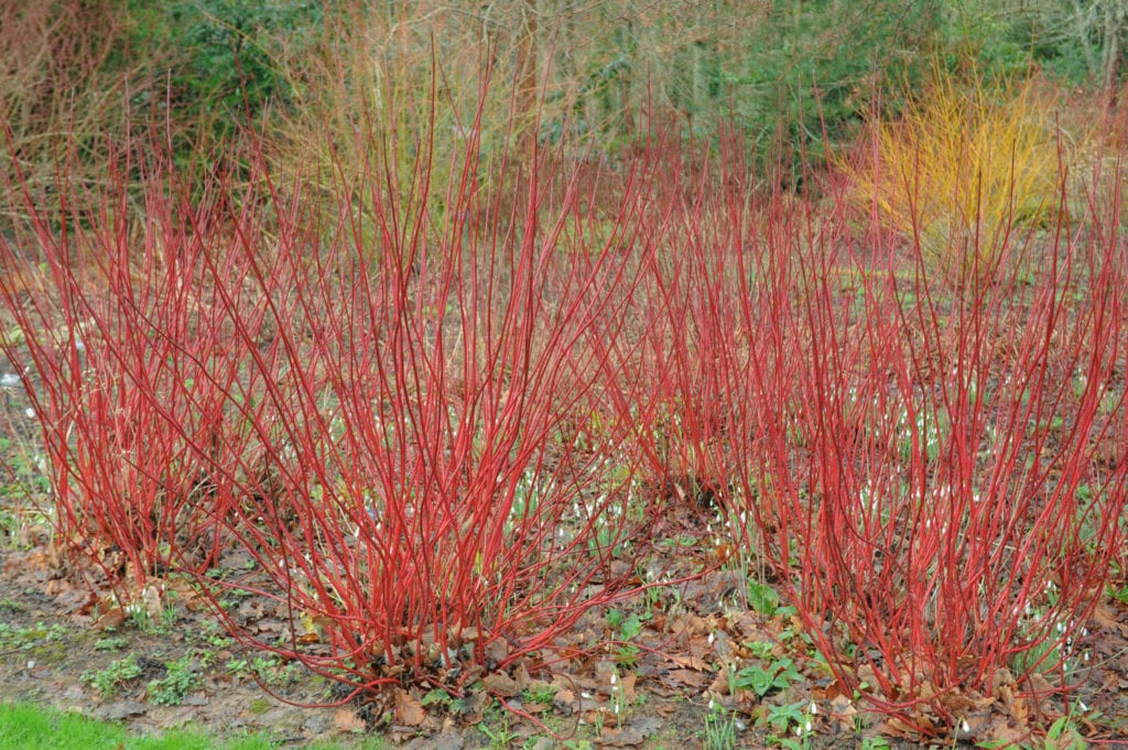 Red Twig Dogwood