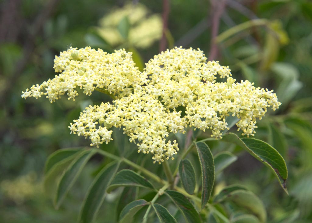 Roughleaf Dogwood