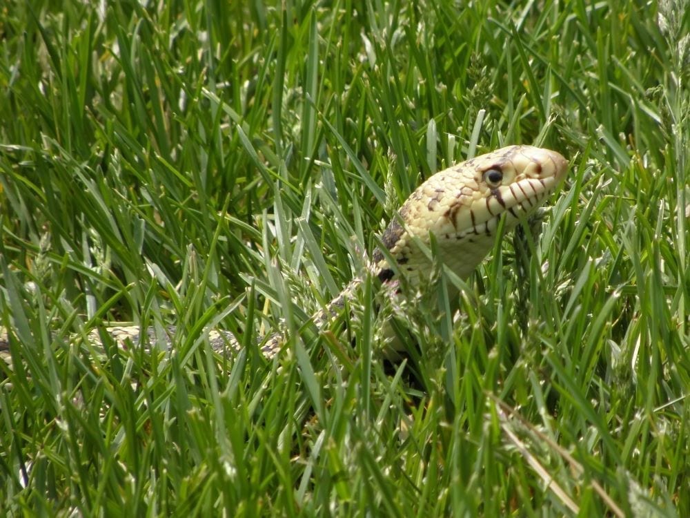 Snake hiding in grass